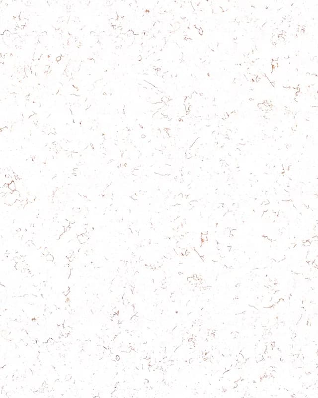 Brown Carrara