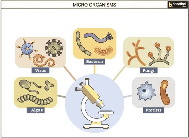 Micro Organisms