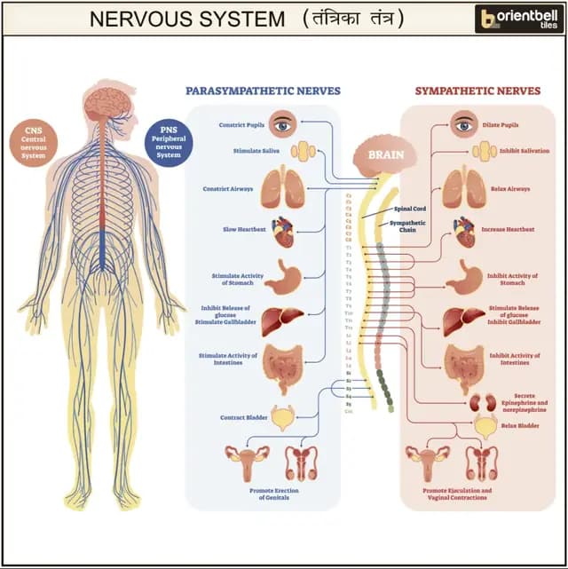 Nervous System
